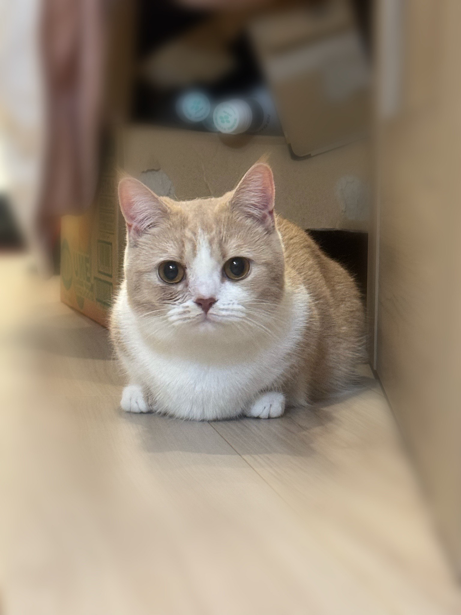【イマさんとシブさん】