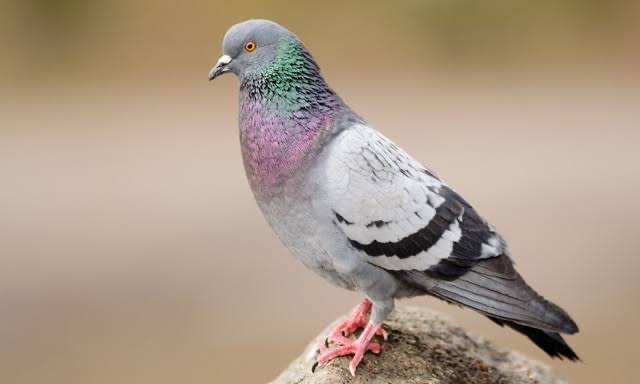 【鳥の捕まえ方】