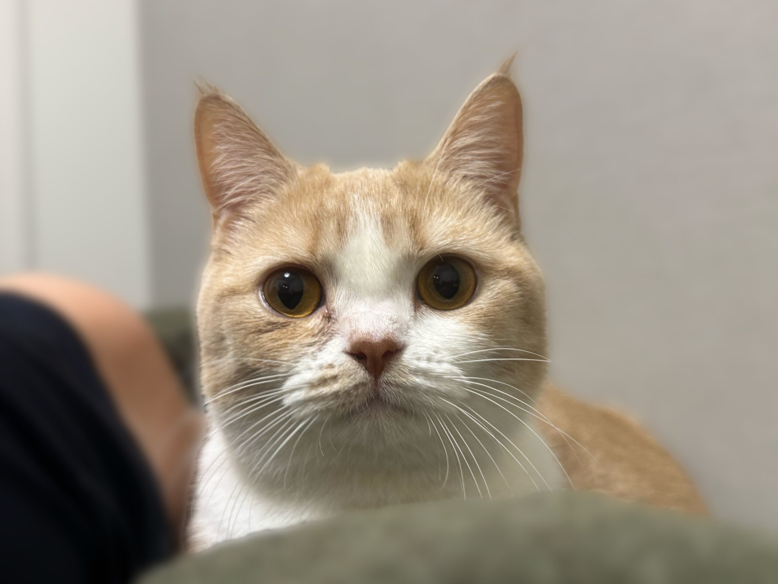 【CATのキャス予定】