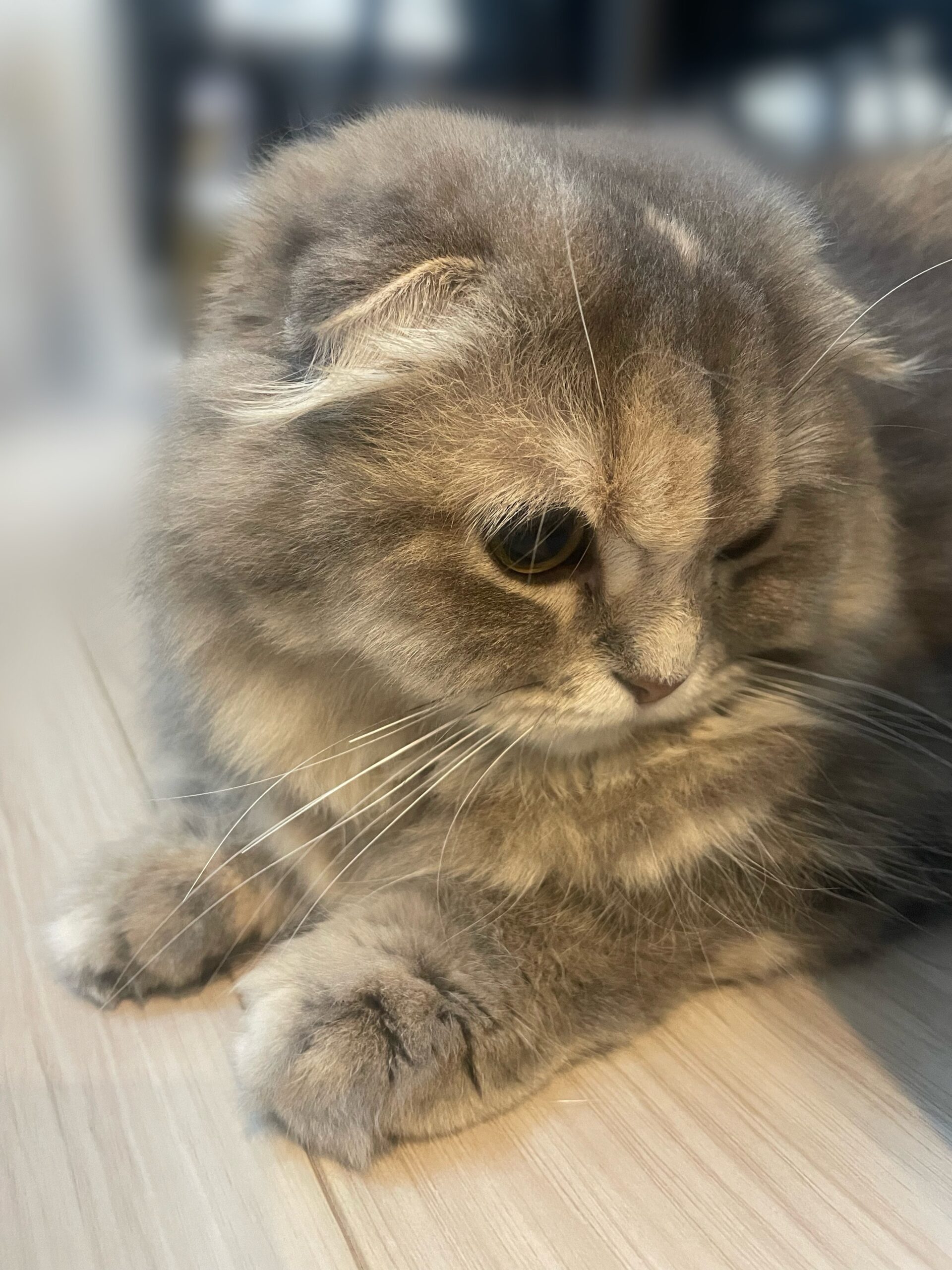 犬派だったけど猫にも浮気中