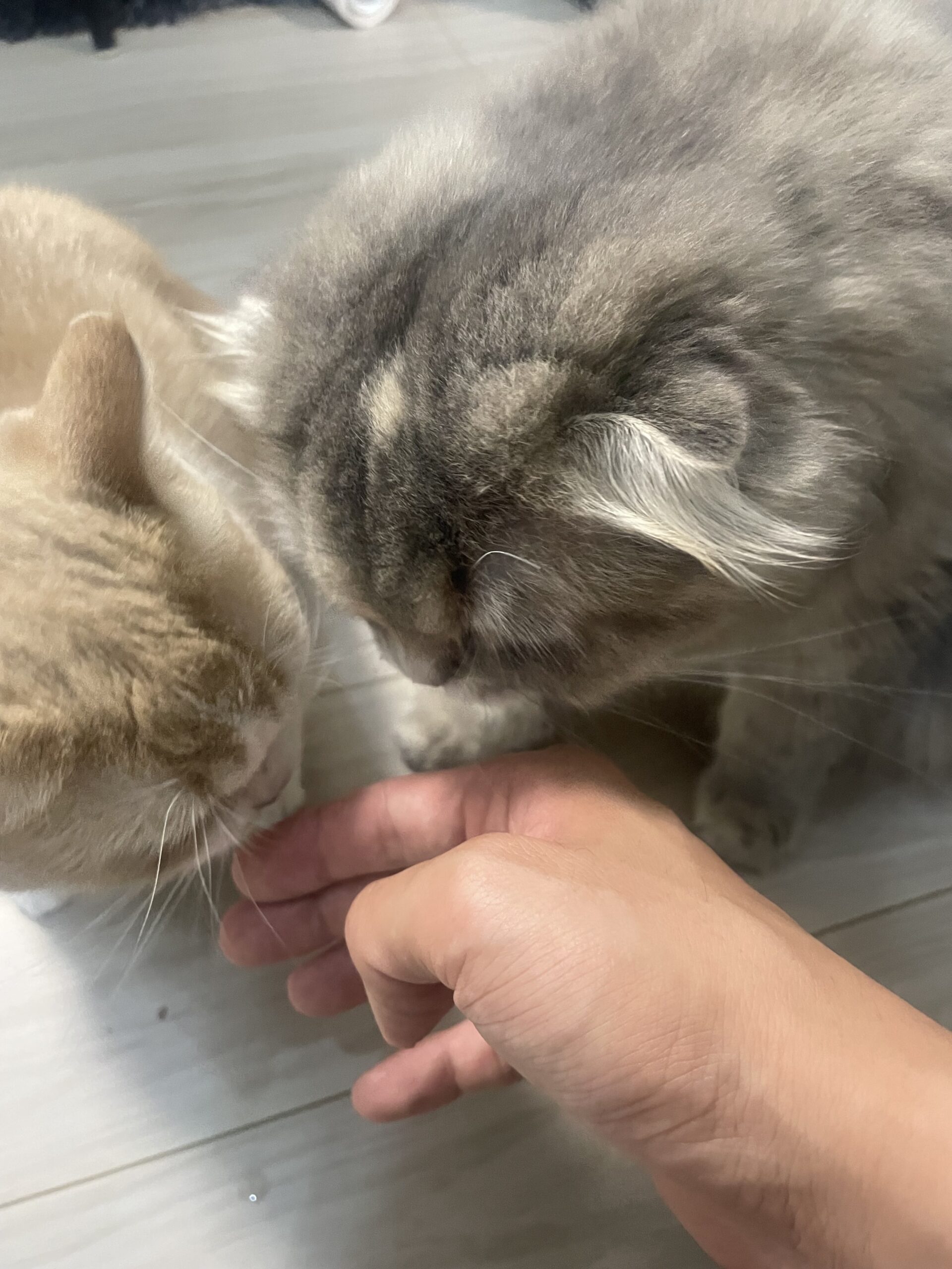 握手会