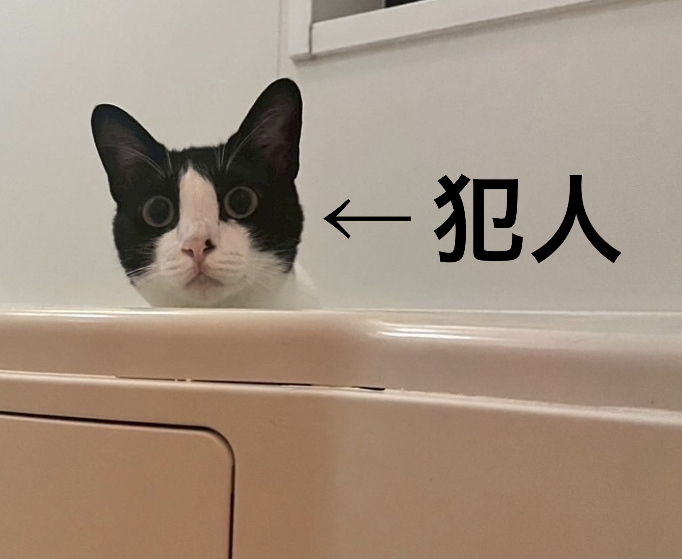 傷跡