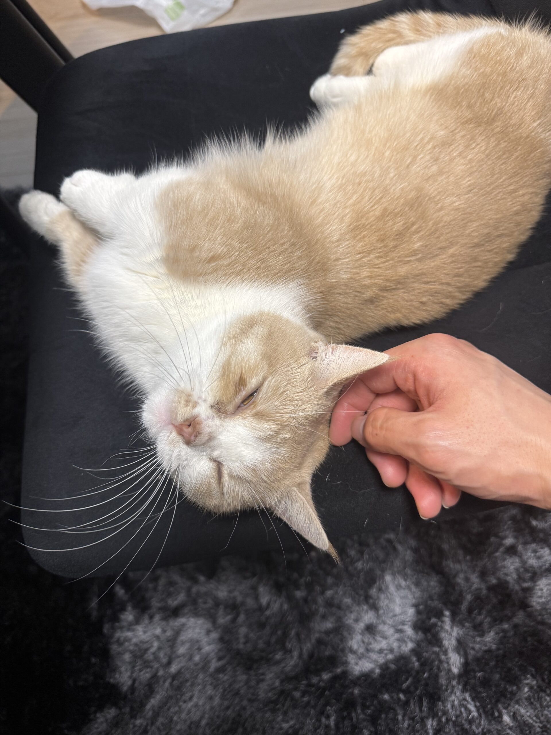 【ヘッドスパ】