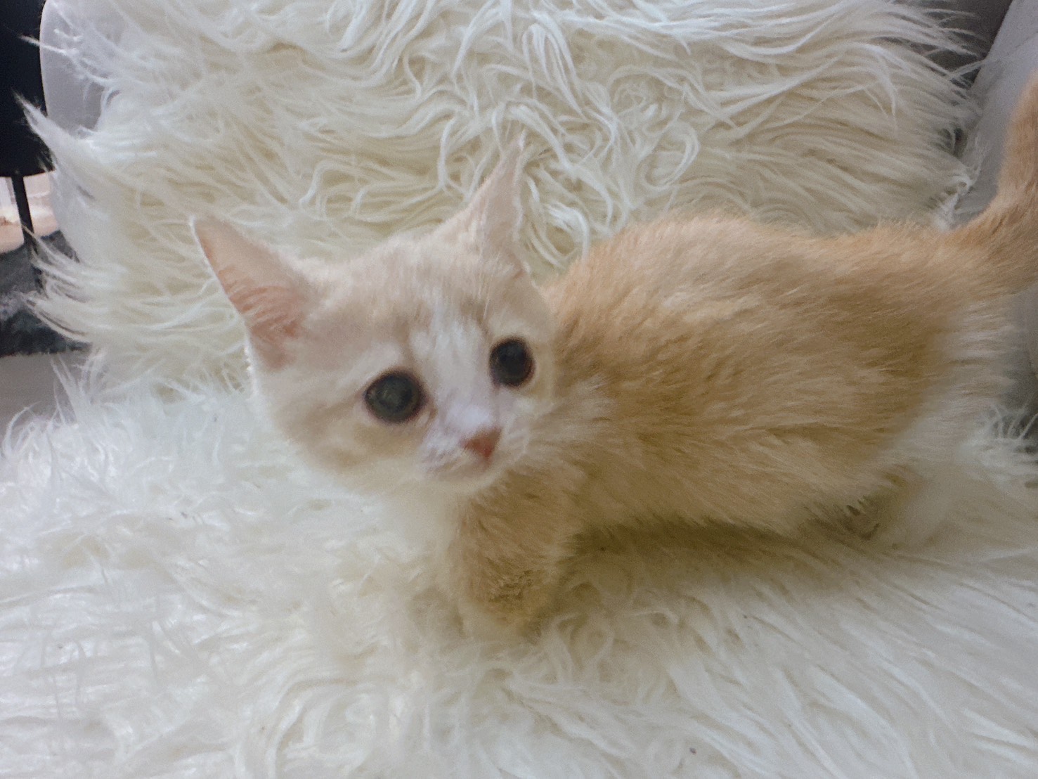 【ただひたすらにビジュの良い猫】